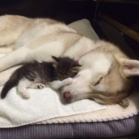 huskies-rescue-kitten-cat