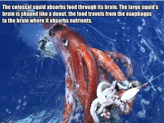 interesting_science_facts