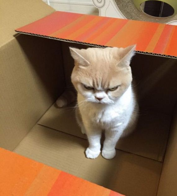 japanese_grumpy_cat