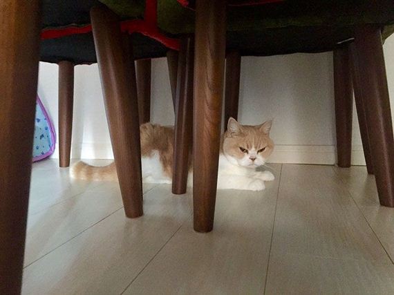 japanese_grumpy_cat