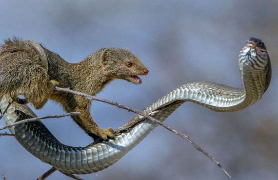mongoose_and_snake