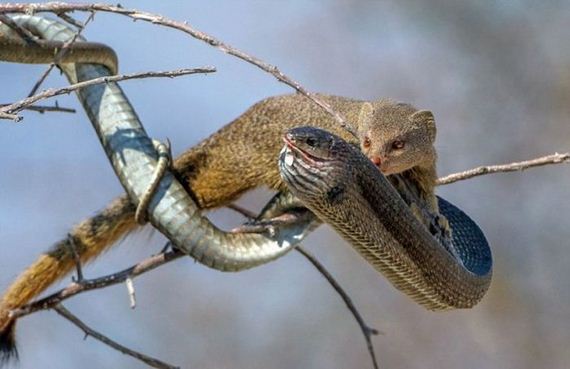 mongoose_and_snake