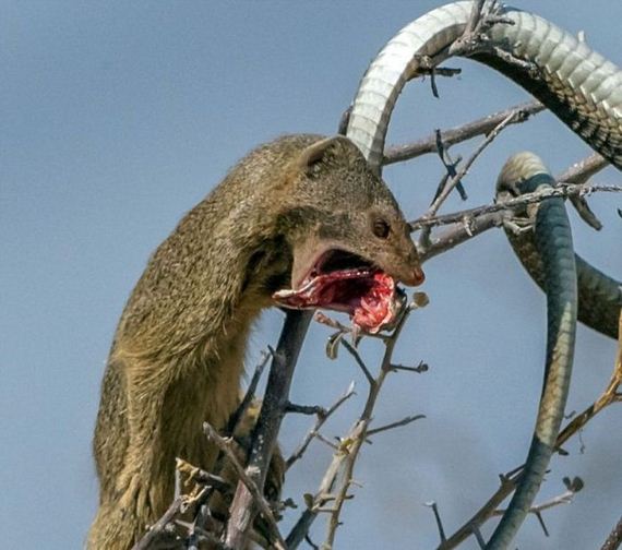 mongoose_and_snake