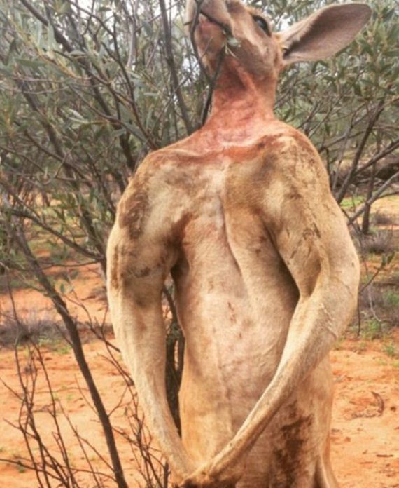 musclebound_kangaroo