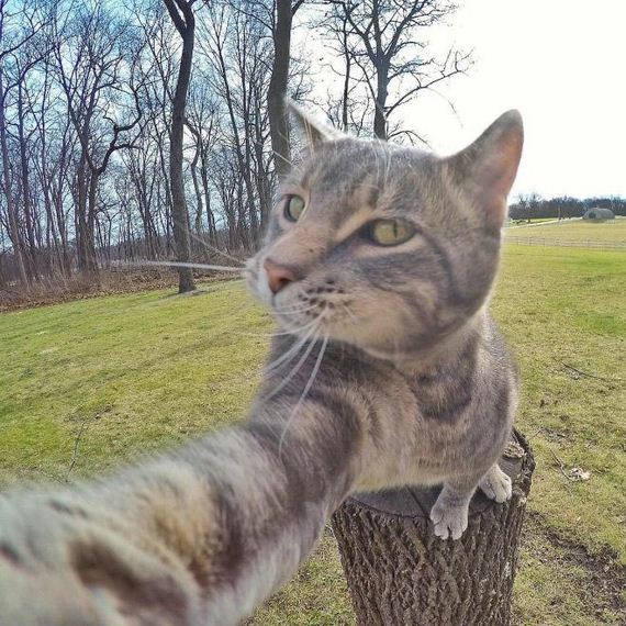 selfie-tree