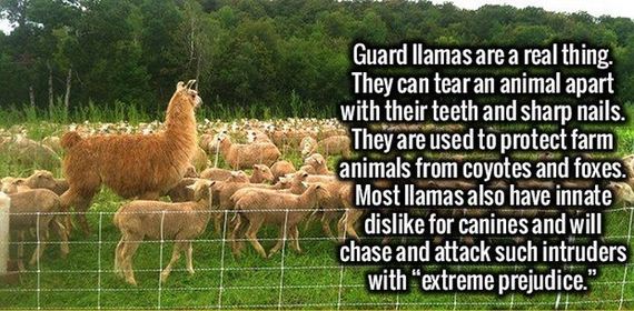 stimulating_facts