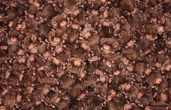 thousands_bats