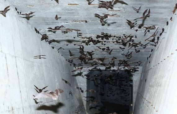 thousands_bats