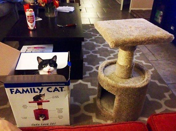 Cats-you-gifts