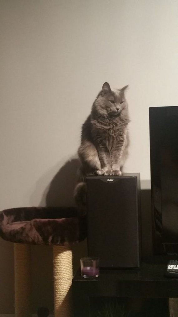 Cats-you-gifts
