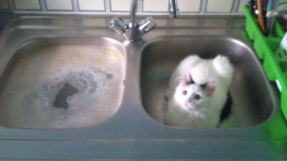 Cats-you-gifts
