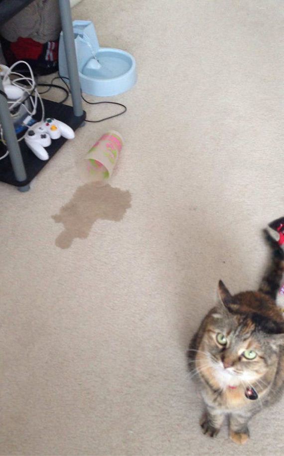 Cats-you-gifts