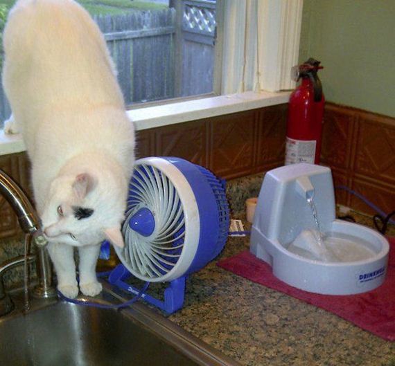 Cats-you-gifts