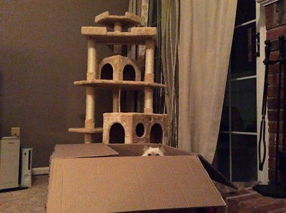 Cats-you-gifts