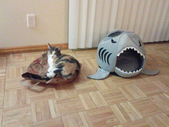 Cats-you-gifts