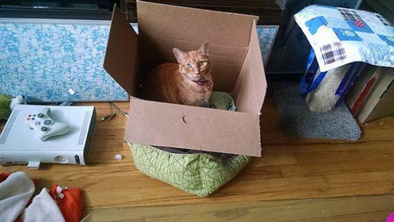 Cats-you-gifts