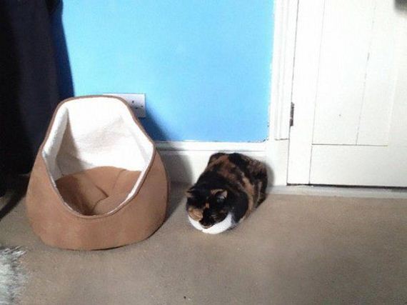 Cats-you-gifts