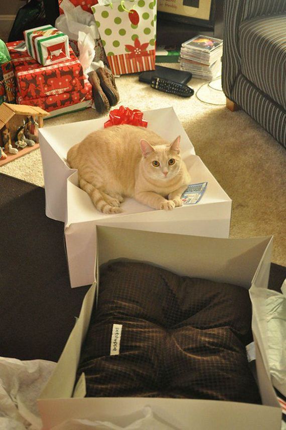 Cats-you-gifts