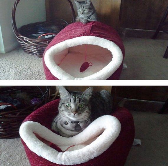 Cats-you-gifts