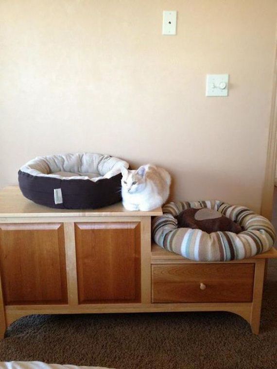 Cats-you-gifts