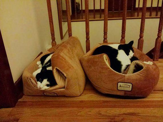 Cats-you-gifts
