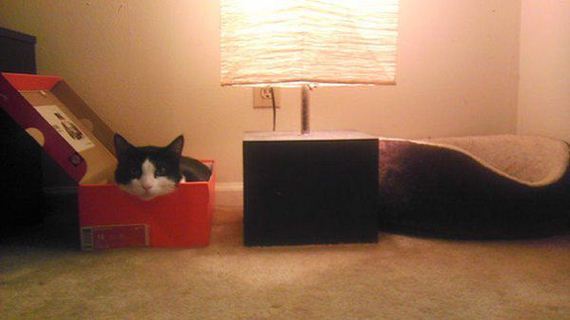 Cats-you-gifts