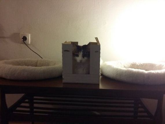 Cats-you-gifts