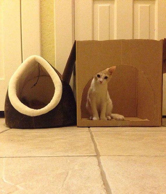 Cats-you-gifts