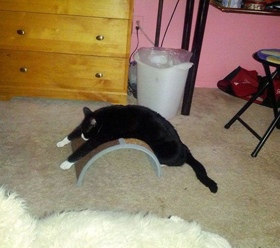 Cats-you-gifts