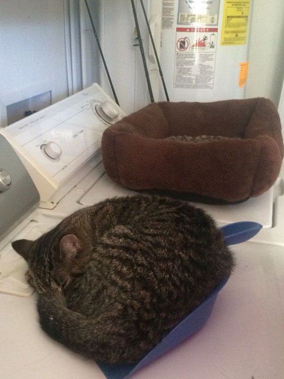 Cats-you-gifts