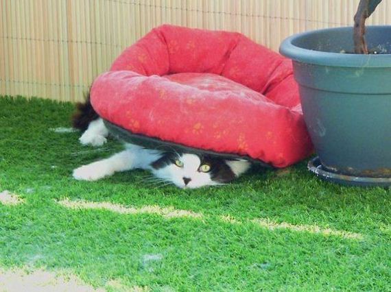 Cats-you-gifts