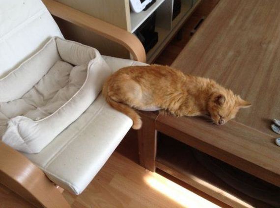 Cats-you-gifts