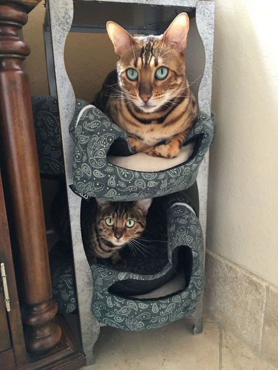 Cats-you-gifts