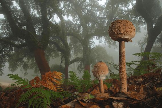 Magical-World-Mushrooms