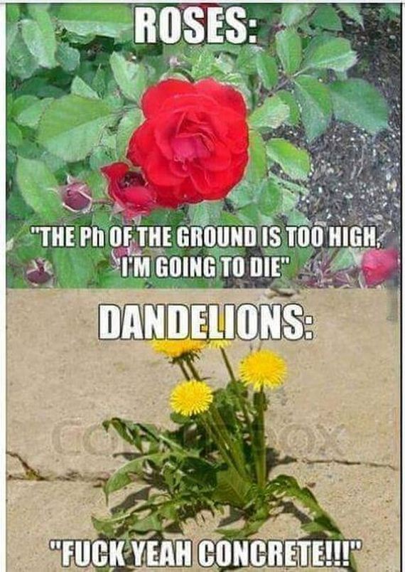 Sometimes-Truth-Can-Funny