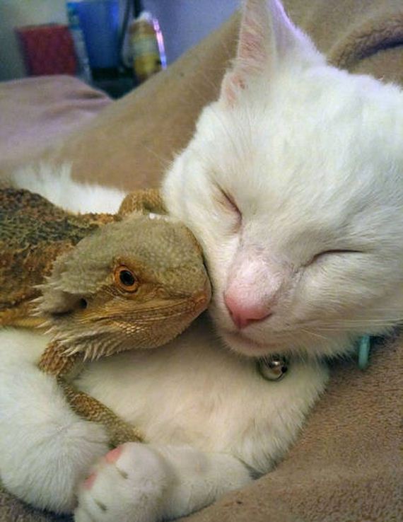a_dragon_and_a_cat