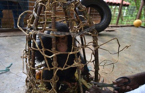baby_chimp