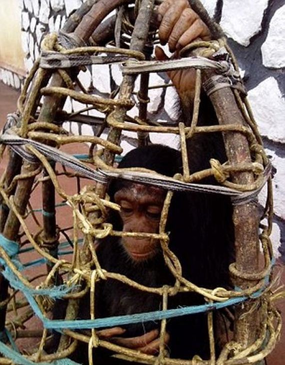 baby_chimp