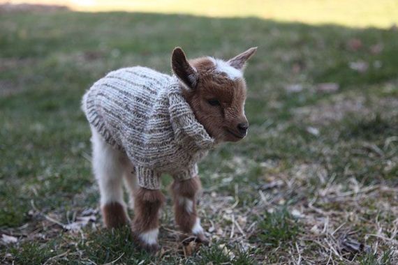 baby_goats