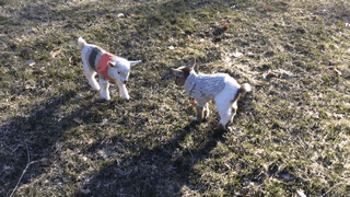 baby_goats