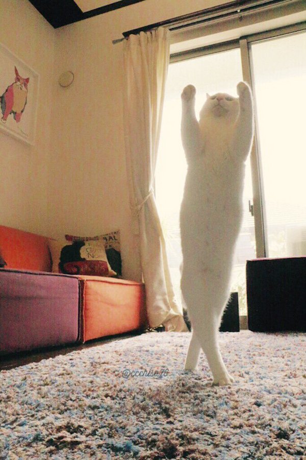 ballet-cat-dances