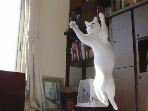 ballet-cat-dances