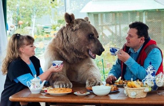 bear_family