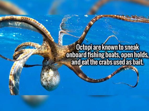 bizarre-facts-to-add-to-your-treasure
