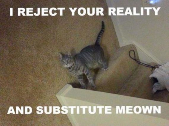 cat-saturday-27-photos