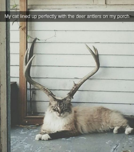 cat-saturday-27-photos