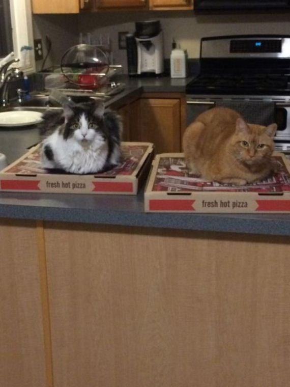 cat-saturday-27-photos