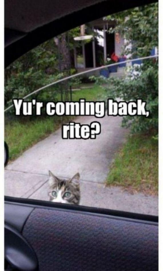 cat-saturday-27-photos