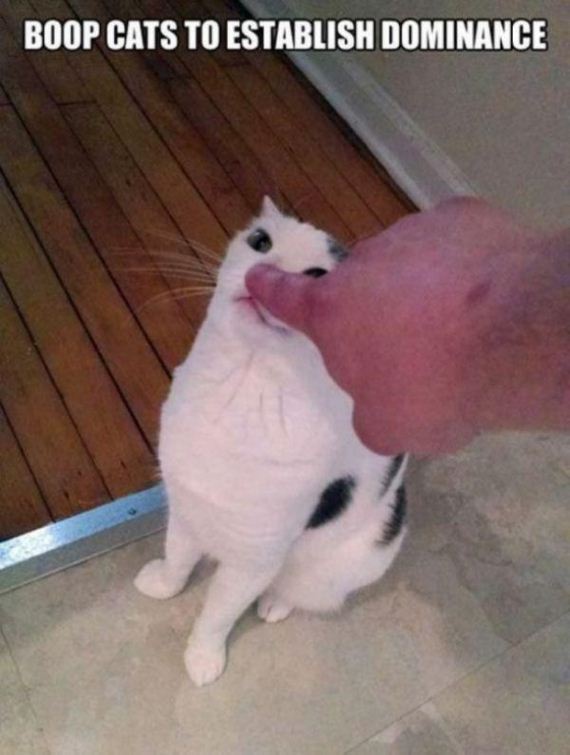 cat-saturday-27-photos