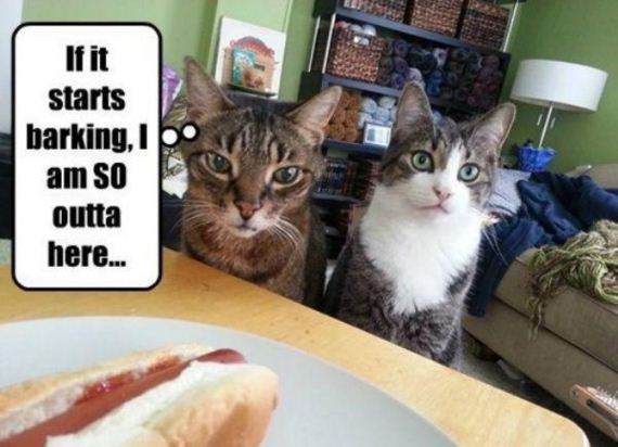 cat-saturday-27-photos